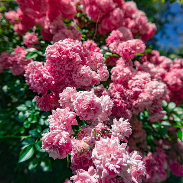 Rosier de banks à fleurs roses - Rosa banksiae 'Rosea' (Sofia / Adobe Stock)