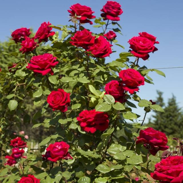 Rosier grimpant Botero® (Meilland)