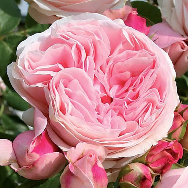 Rosier grimpant L'Alhambra® (Edirose)