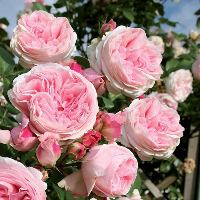 Rosier grimpant L'Alhambra® (Edirose)