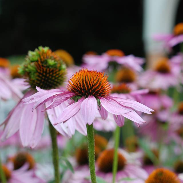Rudbeckia pourpre - Echinacea purpurea (Jordan Meeter)