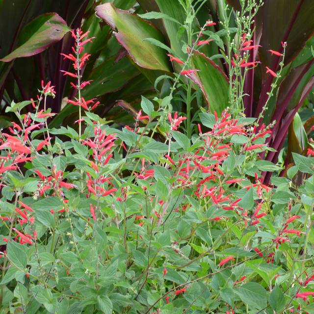 Sauge Ananas - Salvia elegans (Forest and Kim Starr)