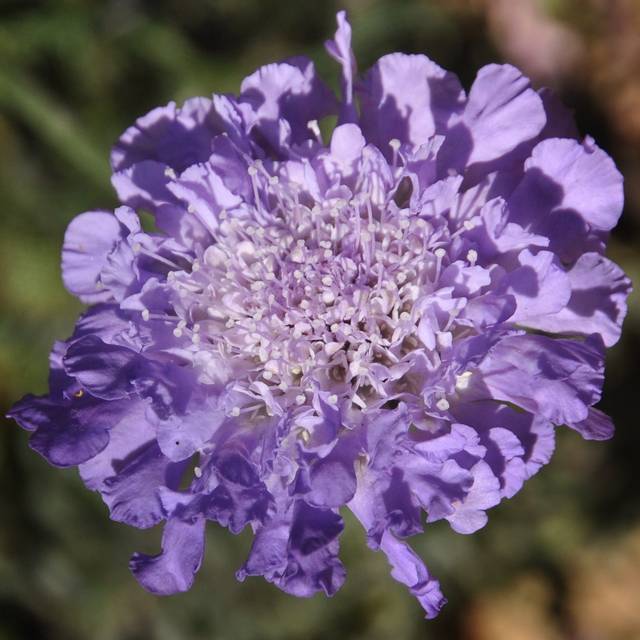 Scabieuse colombaire 'Butterfly Blue' - Scabiosa columbaria (Jack Wolf)
