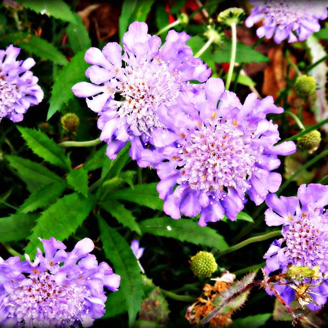 Scabieuse colombaire 'Butterfly Blue' - Scabiosa columbaria (CameliaTWU)