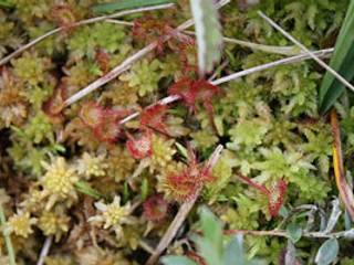 Drosera à feuilles rondes dans une tourbière
