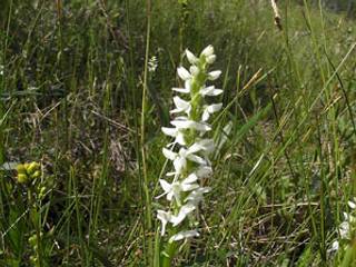 Orchidée sauvage dans une tourbière