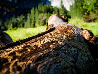 Un plan national pour valoriser les bois rongés par les scolytes