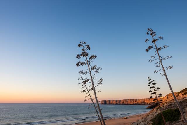 Fleurs d'Agave americana au soleil couchant (Portugal)