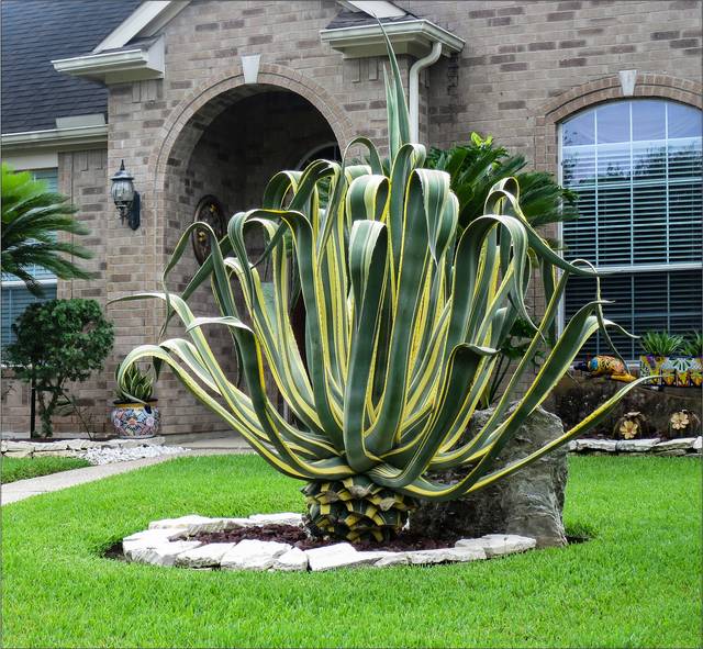 Agave americana 'Marginata'