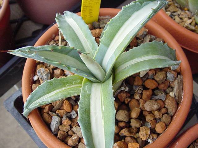 Jeune agave americana en pot