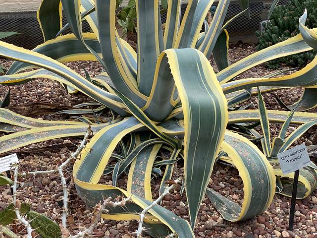 Agave americana 'Variegata'
