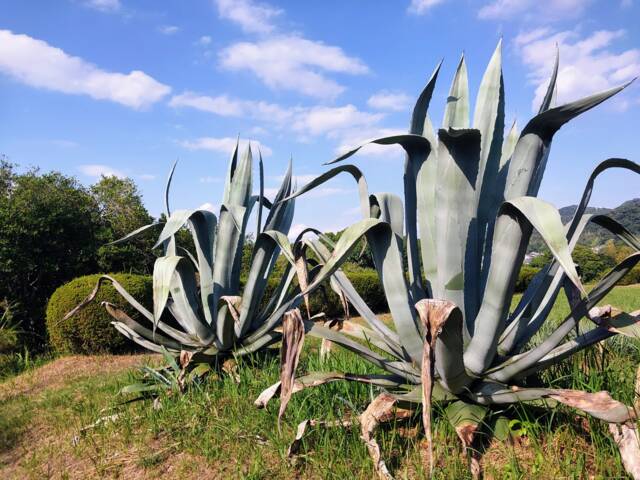 Agave americana