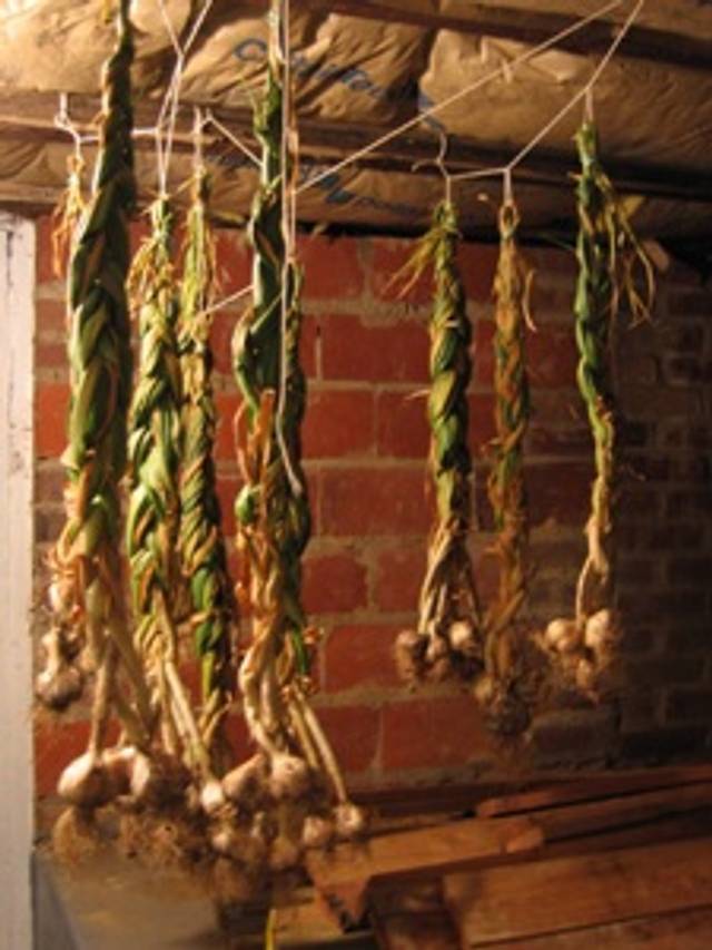 Ail tressé - Conservation