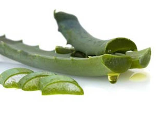 Tronçon de tige d'aloe vera barbadensis