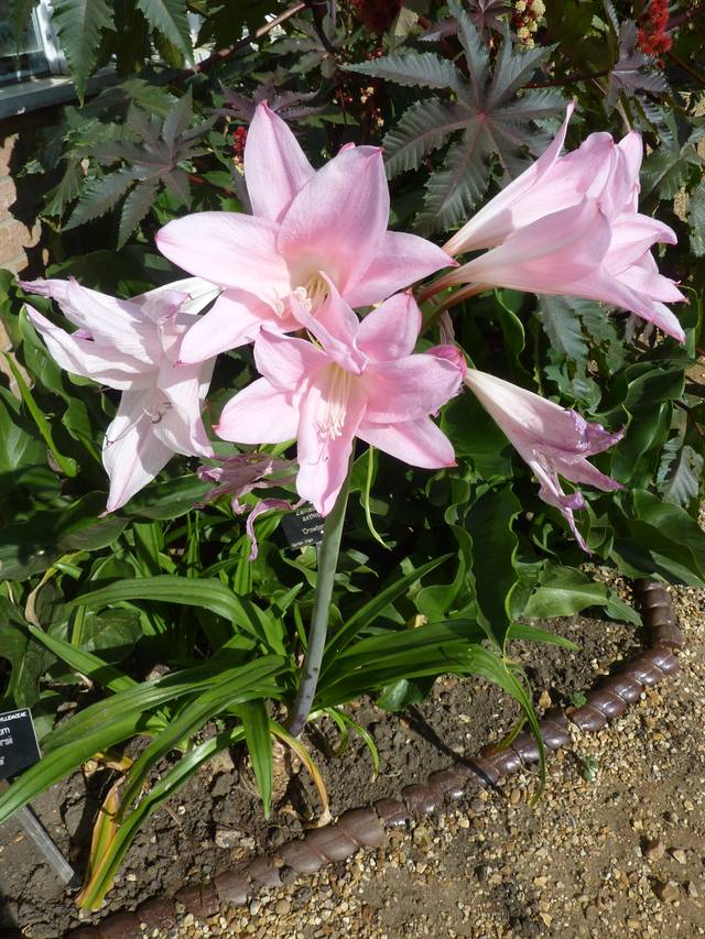 Amarcrinum howardii, une plante bulbeuse à la floraison parfumée