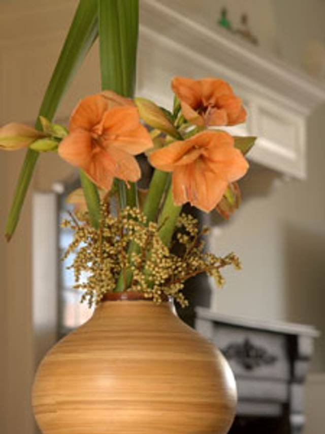 Hippeastrum Apricot Beauty
