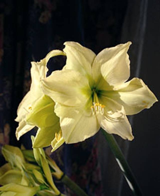 Amaryllis Lemon Lime