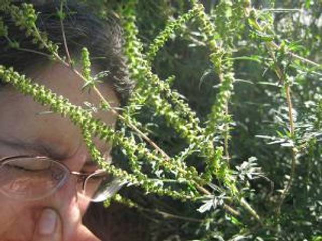 Le pollen de l'ambroisie est très allergisant