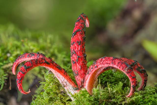 Anthurus archeri, Anthurus d'archer