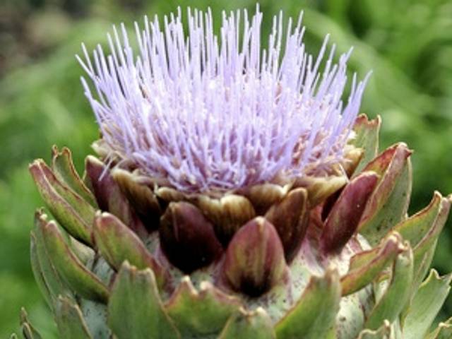 Artichaut : fleur épanouie