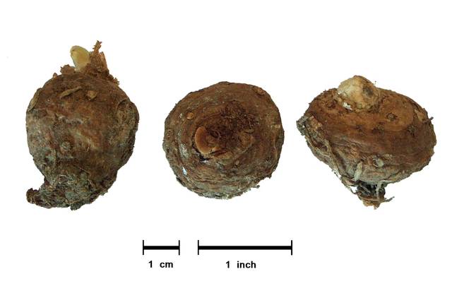 Tubercules d'arum d'Italie
