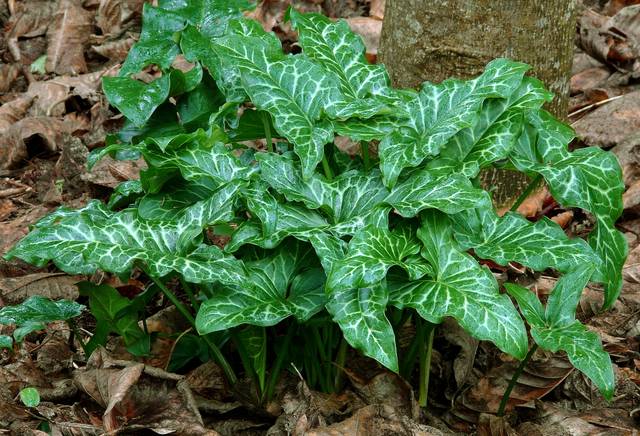Arum d'Italie : feuillage