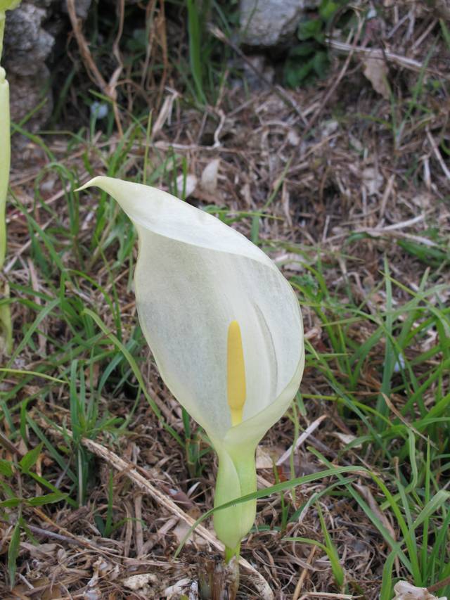 Arum italicum : fleur