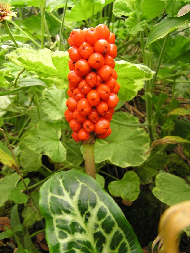 Fruit de l'arum d'Italie (baies)