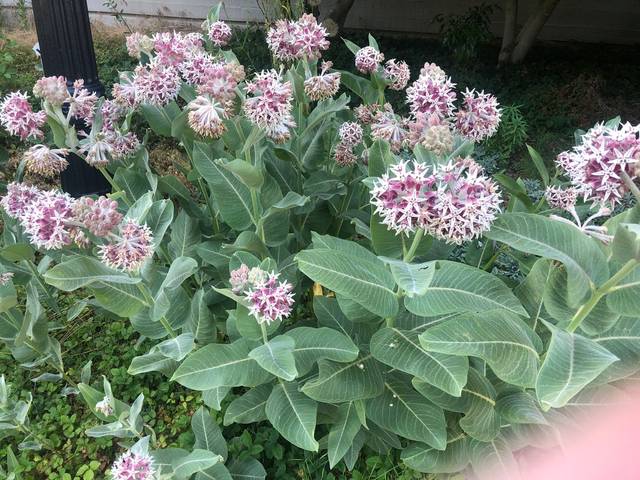 Asclepias syriaca - plante