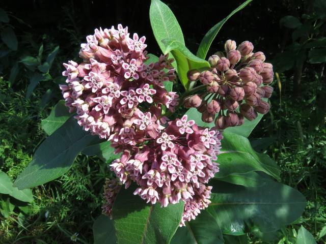 Asclepias syriaca - Fleurs