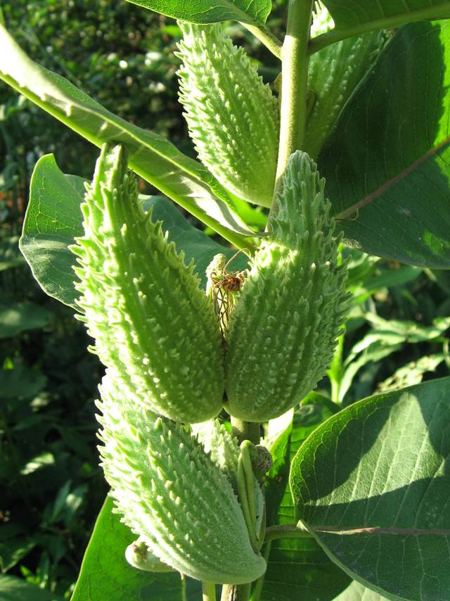Asclepias syriaca - Fruits 
