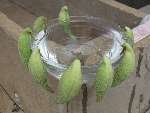 Asclepias syriaca - Fruits