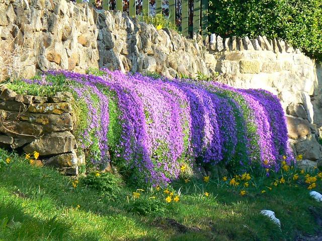 Aubriète (Aubrieta) en cascade