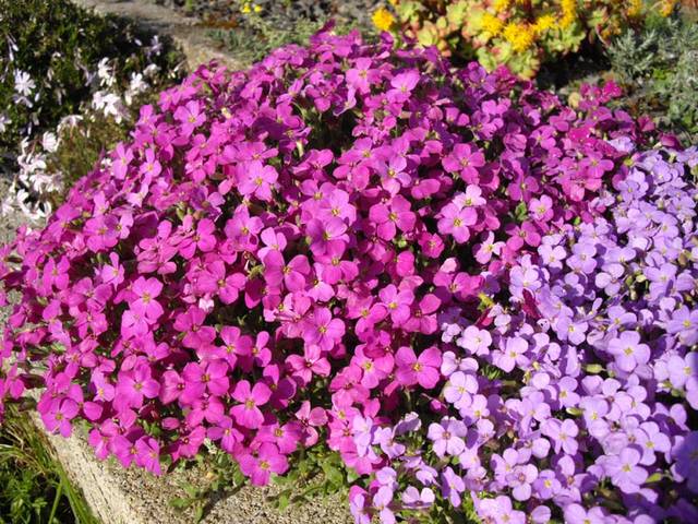 Aubriète - Aubrieta 'Royal Red'