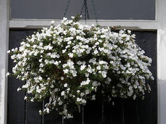 Suspension de bacopa blanc