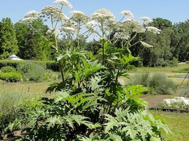 Berce du Caucase, Heracleum mantegazzianum
