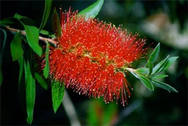 Callistemon