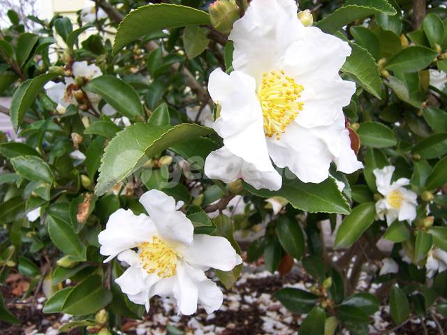 Fleurs blanches de camellia sasanqua