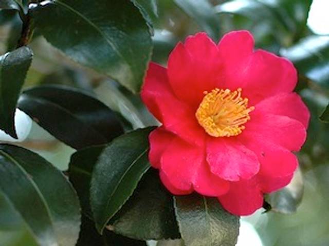 Camellia sasanqua - fleur