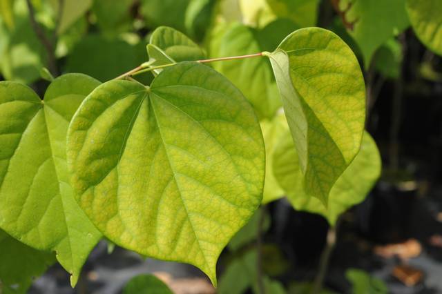 Cercis chinensis 'Avondale' (feuillage)