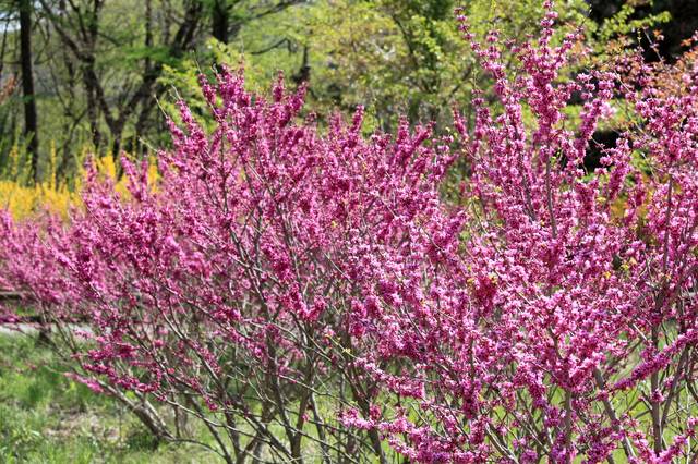 Cercis chinensis en pleine floraison