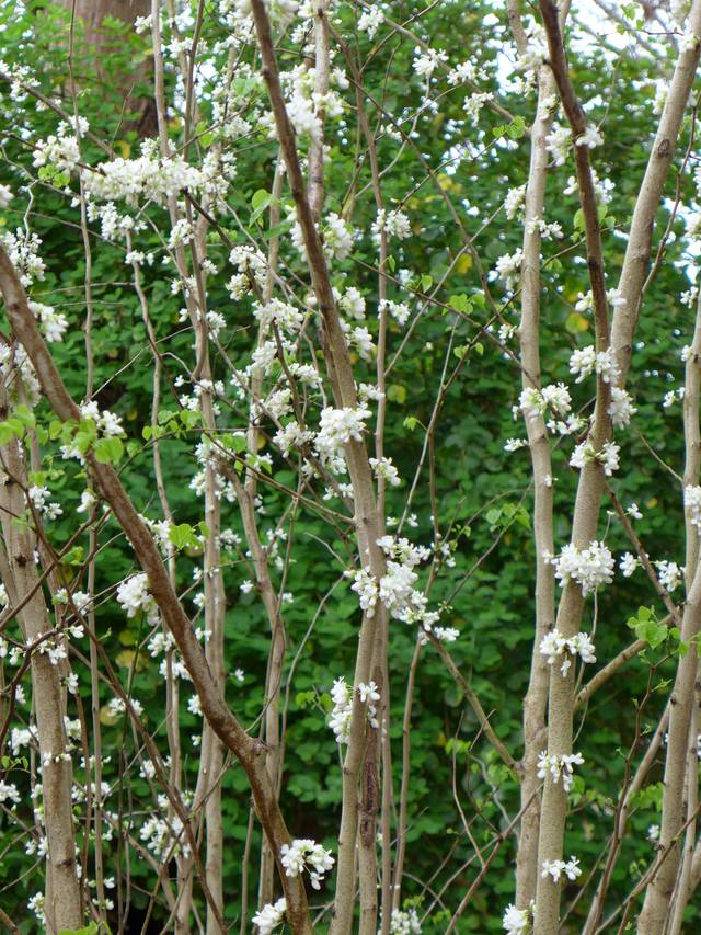 Cercis chinensis 'Shirobana' (floraison blanche)