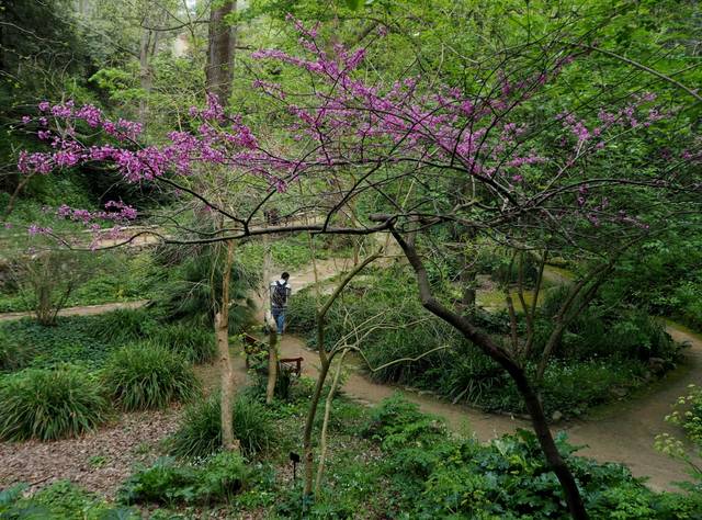 Cercis chinensis - un port étalé et gracieux
