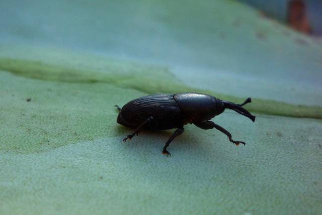 Charançon de l'agave (Scyphophorus acupunctatus)