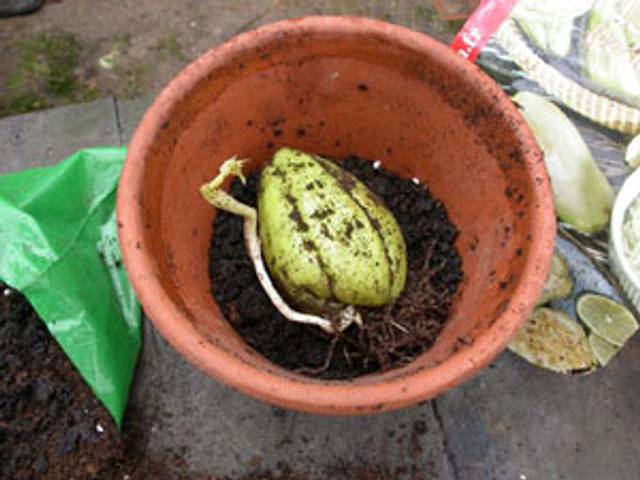 Chayote en pot