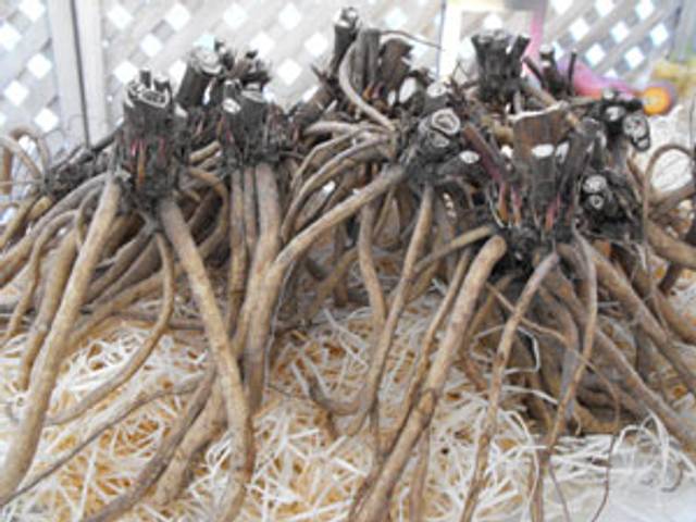 Racines de chervis