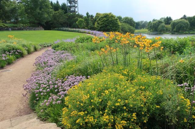 Lilium leichtlinii, Hypericum 'Gemo', Allium 'Summer Beauty', Perovskia atriplicifolia