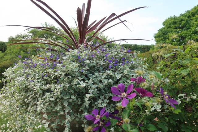 Clematis 'Gipsy Queen', Helichrysum petiolare, Lobelia 'Regatta Midnight Blue', Cordyline australis 'Atropurpurea'