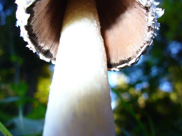 Lames de coprin chevelu