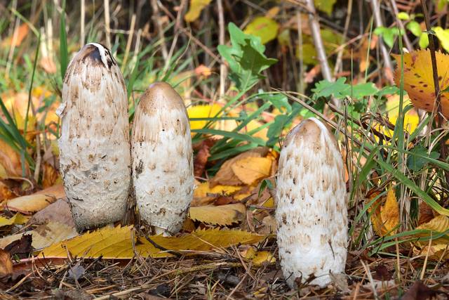 Coprin chevelu (Coprinus comatus)